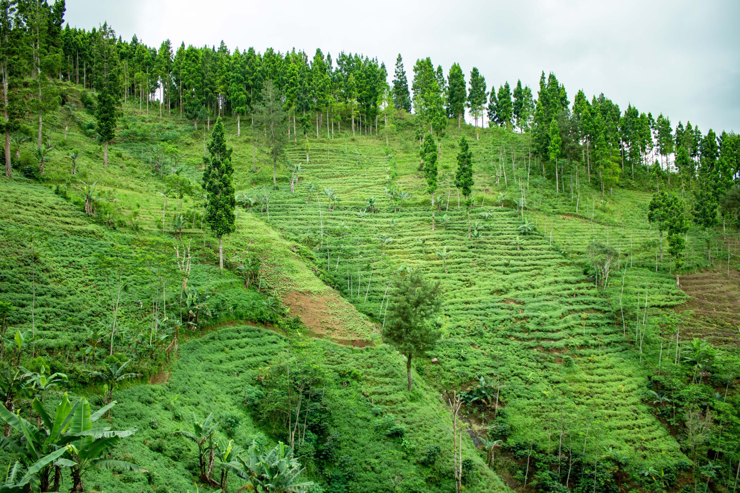CV JASA TIGA MAS - Grass Jelly Platation