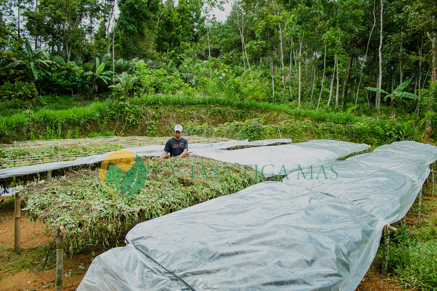 CV JASA TIGA MAS - Supplier Grass Jelly